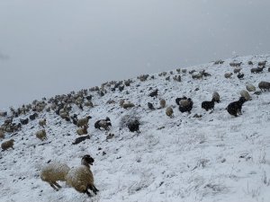 Mayıs Ayında Kar Esareti
