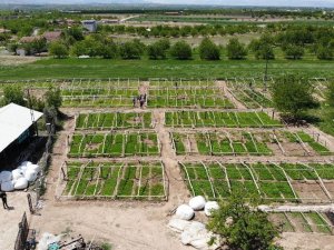 Don Vuran Kayısıların Yerine Üreticiler Sebze Ekimine Yöneldi