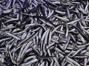 Sinop’ta Avlanan Az Miktarda Hamsi, Kilosu 60 Liradan Satılıyor