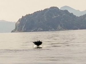Marmaris Açıklarında ’Hayalet Vatoz’ Sürprizi