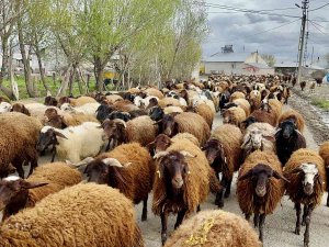 Ağrılı Göçerler Koyun Sürüsüyle Yaylaların Yolunu Tuttu