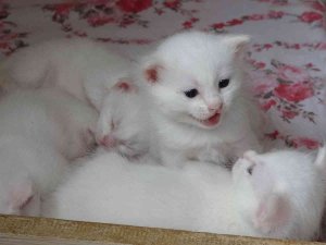 Yılın En Güzel Van Kedisinin Sevimli Yavruları