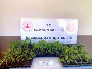 Jandarma 231 Kök Kenevir Fidesi Ele Geçirdi