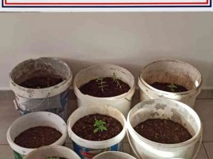 Evinde Yasadışı Kenevir Üreten Şüpheliye Operasyon
