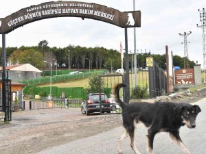 Son 3 Yılda 6 Bin 550 Sahipsiz Sokak Hayvanı Tedavi Edildi