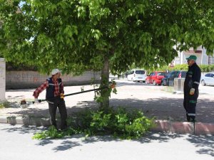 Elazığ, Yeşil Bir Yaz Mevsimine Hazırlanıyor