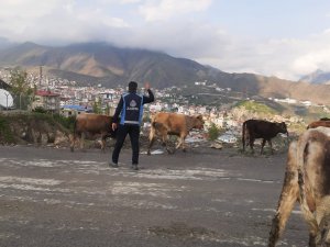 Hakkari’de Başıboş Hayvanlarla Mücadele