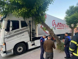 Park Etmeye Çalışan Tırın Üzerine Ağaç Devrildi