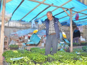 Fideler Görücüye Çıktı
