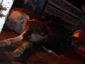 Dsi̇ Kanalına Düşen 7 Hayvandan 4’ü Telef Oldu