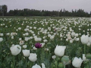 Beyaz Haşhaşın 2,5 Yıllık İhracat Hasreti Bitti