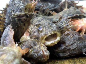 Karadeniz’in ‘Çarpanı’ Tezgahta Kendini Gösterdi