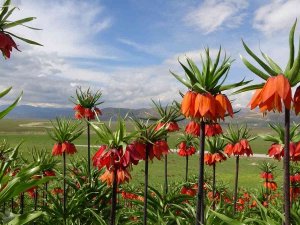 Ters Laleler Görenleri Mest Ediyor