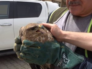 Nesli Tükenmekte Olan ‘Kızıl Şahin’ Tedavisinin Ardından Doğaya Salındı