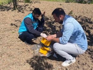Gediz’de Kiraz Sineği İle Mücadele Başladı