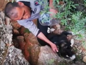 Kafası Bidona Sıkışan Köpek Günler Sonra Fark Edilerek Kurtarıldı