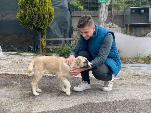 Maltepe’de Sokak Köpeğini Ezen Taksici, Arkasına Bakmadan Kaçtı