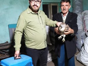 Yaralı Bulunan Arı Şahini Akürem’de Tedavi Altına Alındı