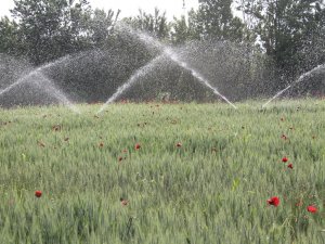Buğday Üreticisi Yağmur Bekliyor