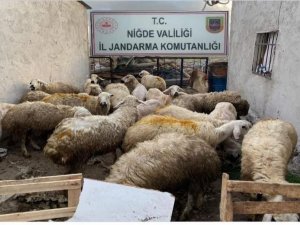 Jandarma Koyun Hırsızını Kısa Sürede Yakaladı