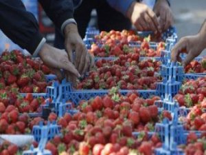 Rusya 21 Ton Çileği Türkiye’ye Geri Gönderdi