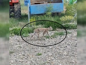 Nesli Tükenme Tehlikesi Altında Olan Vaşak Bahçede Görüntülendi