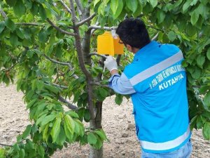 Şaphane’de Kiraz Sineği Zararlısı İle Mücadele Çalışmaları