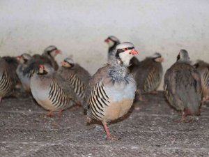 Yozgat’ta Bu Yıl Üretilen 16 Bin Keklik Farklı İllerde Doğaya Salınacak