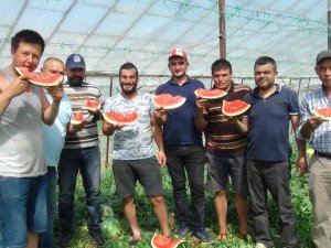 Yaz Aylarının Sevilen Meyvesi Karpuzda Geç Hasat Dönemi Başladı