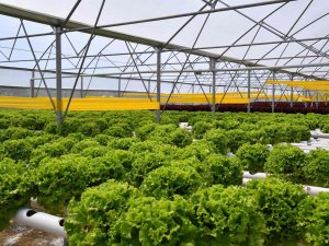 Trabzon’da Seracılık Gelişiyor