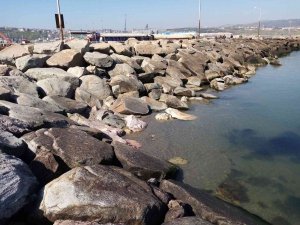 Lodos Esti, Deniz Yerine Geldi
