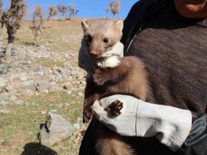Siirt’te Kedi, Köpek Ve Gelincikler Kayıt Altına Alınacak
