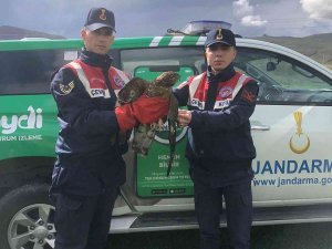 Yaralı Şahine Jandarma Sahip Çıktı