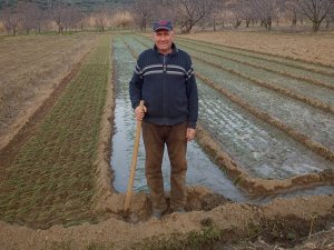 Mor Soğanda Hedef Bin 200 Ton