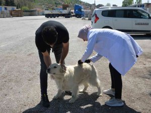 Bozüyük’te Ücretsiz Kuduz Aşısı Kampanyası