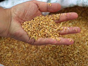 Edirne’de Buğday 5 Lira 667 Kuruştan Satıldı