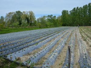 Sinop’taki Taşkın Çilek Tarlalarına Zarar Verdi