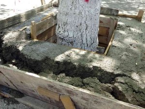 Ağacın Kökünün Betonla Kapatılmasına Karşı Çıkan Çevreci Keserle Betonu Kırdı