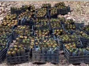 Karaman’da Plastik Kasada Kenevir Yetiştiren İki Şüpheli Yakalandı
