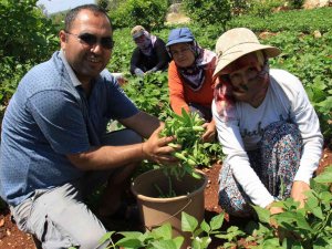 Ayşekadın Fasulyesi "Ayşe Hanım" Oldu