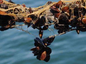 Yalova’daki Midye Çiftliklerinde Hedef Yıllık 200 Milyon Tl Gelir