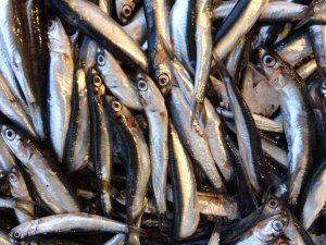 Mayıs’ta Küçük Balıkçılara Hamsi Süprizi