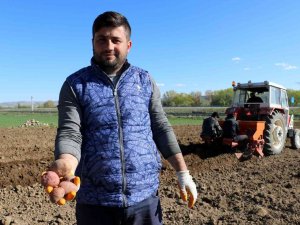 On Binlerce Tohumluk Patatesi Elleriyle Toprakla Buluşturdular