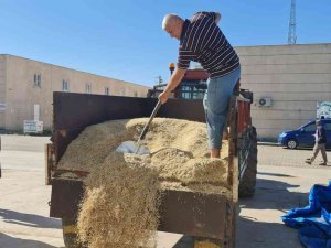 Mardin’de Yılın İlk Arpa Hasadı Başladı, Çiftçiye Altın Hediye Edildi