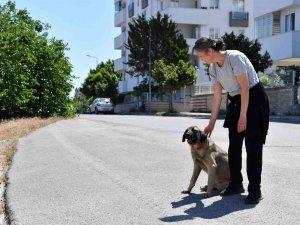 Dere Yatağında Mahsur Kalan Köpekleri Konyaaltı Belediyesi Kurtardı