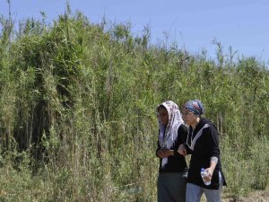 Ceyhan Nehri’nde Kaybolan Çocuk 3 Gündür Aranıyor
