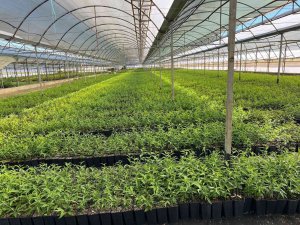 Zeytincilik Yeni Çeşitlerle Gelişiyor