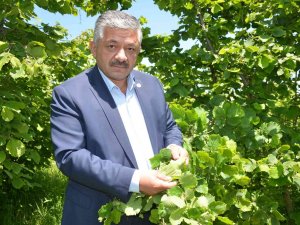 Yeni Sezon Fındık Fiyatlarında 50 Lira Beklentisi