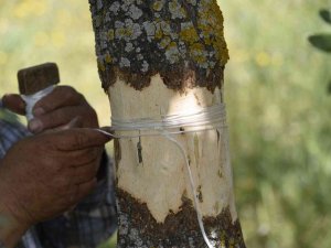 Yunusemre’de 2022 Yılı Aşılama Çalışmaları Başladı