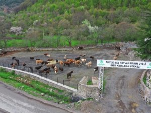 Mesudiye’ye Hayvan Organize İ̇htisas Bölgesi Müjdesi
